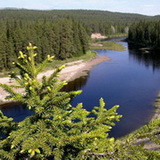 Bears trail
